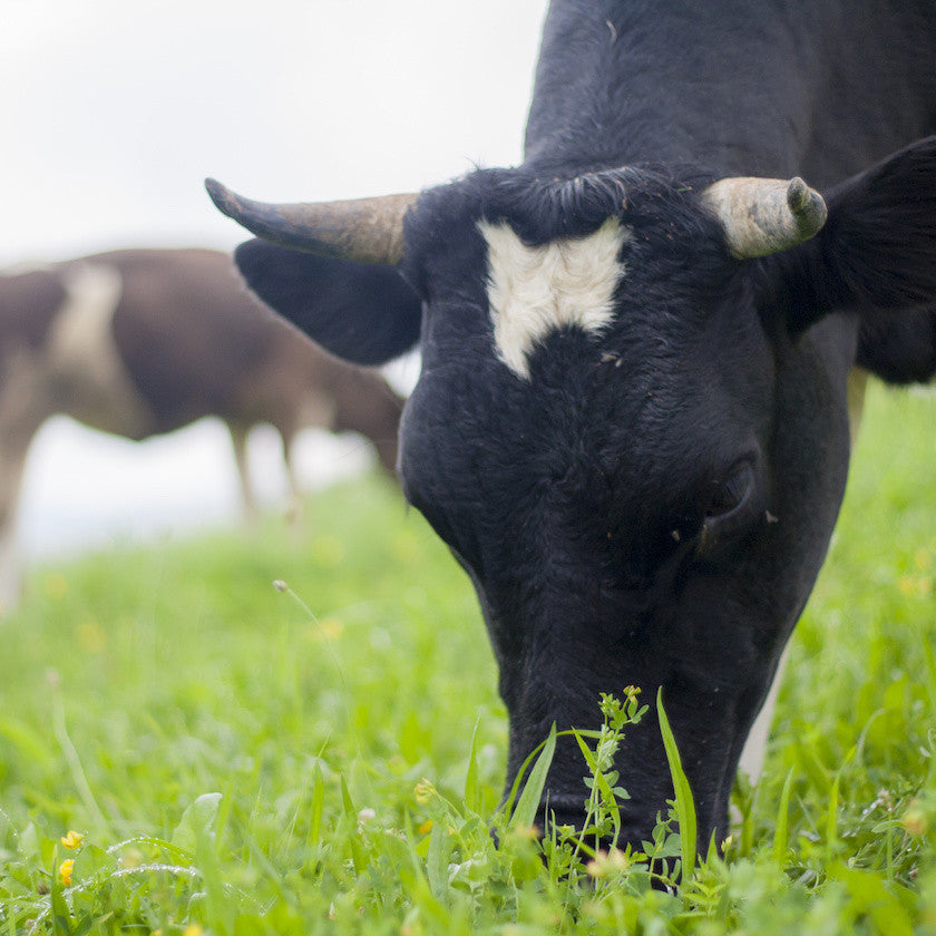 Grass Fed Collagen Peptides