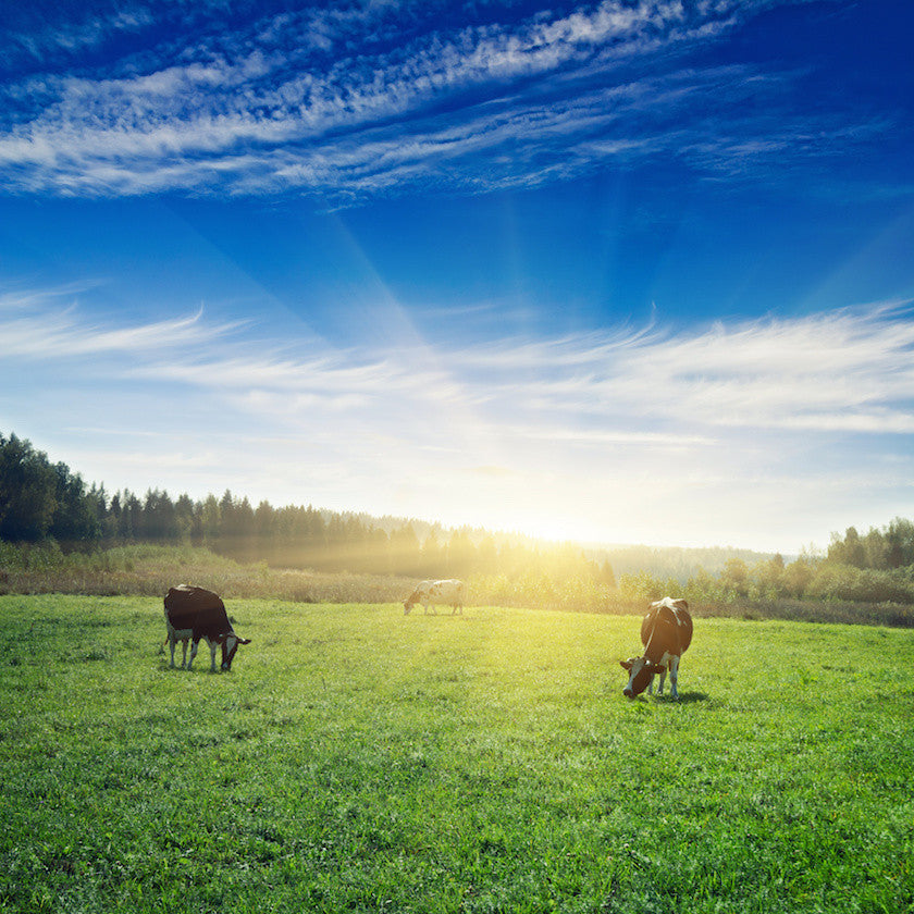 Pasture Raised Collagen
